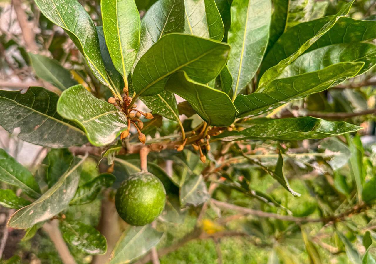 הוילה Kusi Wasi סיינגייה מראה חיצוני תמונה